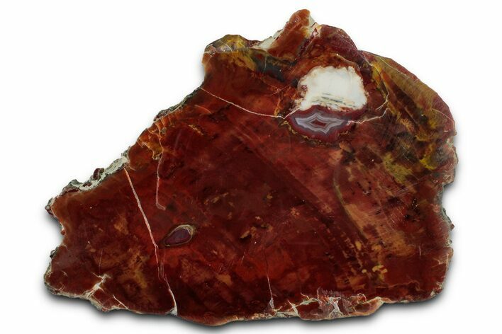 Polished Petrified Wood (Araucarioxylon) - Arizona #352494